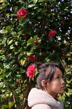 Asian girl and freshly picked camellias.
in the camellia grove