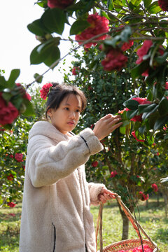 Asian girl picking fresh camellias.
in the camellia grove