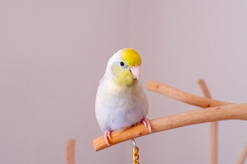 Bird Forpus Marbled Blue Turquoise