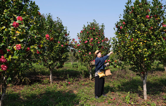 Asian woman picking fresh camellias. in the camellia grove