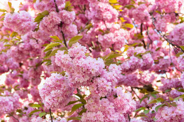 spring flowers. pink sakura flower on blooming spring tree