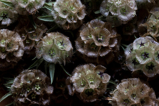 Beautiful delicate textured flower pods