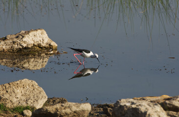 The black-winged stilt found in fresh water lake of Gujarat India