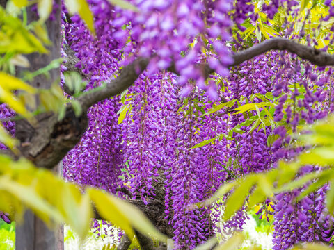 Japanese Wisteria (Ashikaga, Tochigi, Japan)