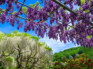 Double flowered Japanese wisteria trellis and white Japanese wisteria tree (Ashikaga, Tochigi, Japan)