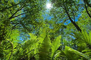 ゼンマイ（足寄町）