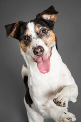 a jack russell terrier dog standing in the studio on a grey background smiling looking at the camera