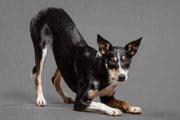 a border collie puppy dog doing a bowing trick in the studio on a grey background 