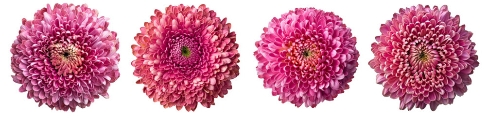 Assorted pink chrysanthemum flower heads on transparent PNG background. Created with Generative AI.