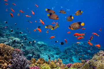 Coral reef underwater with shoal tropical fish and marine life