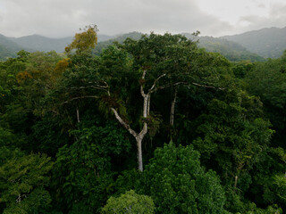Daintree rainforest canopy