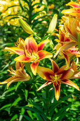Fototapeta premium 初夏に咲くカラフルなユリの花