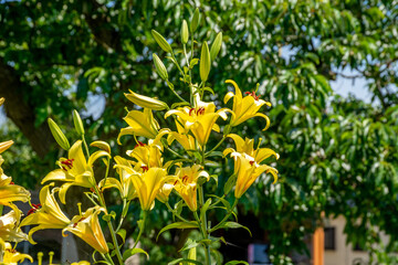 初夏に咲くカラフルなユリの花