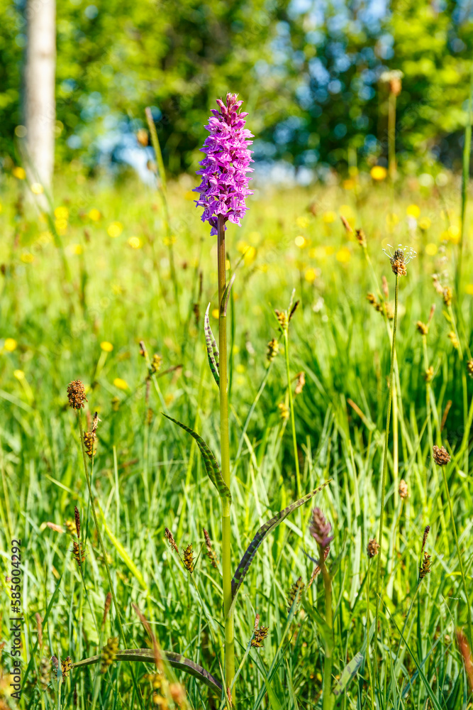 Poster Beautiful Heath spotted orchid on a summer meadow