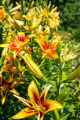 初夏に咲くカラフルなユリの花