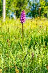 Beautiful Heath spotted orchid on a summer meadow