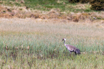 Obraz na płótnie Canvas Eurasian crane in a wetland at spring