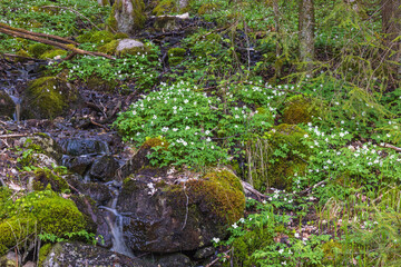 Fototapeta premium Wood anemone by a creek in the forest