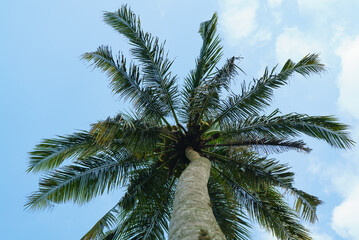 Palm tree trunk and top against the blue sky
