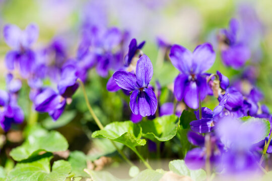 Spring flowers. wood violet, viola odorata, dog wild violet, viola hirta, viola sororia, sweet violet, Queen Charlotte flower. Violet violets flowers bloom in the spring forest. Viola odorata.