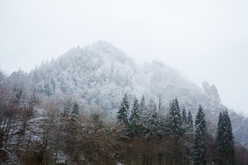 Winter evergreen forest landscape