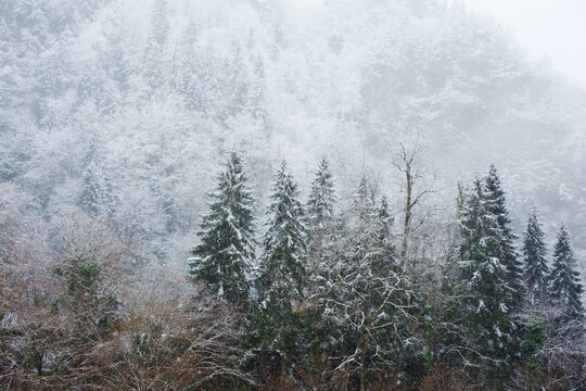 Winter evergreen forest landscape