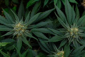 cannabis flower 