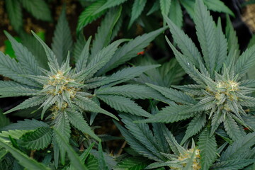 cannabis flower 