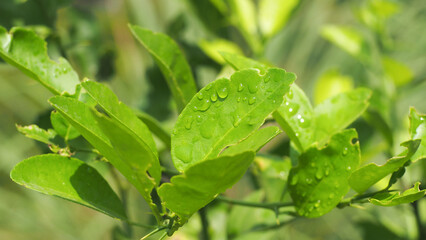 Leaves of lemon tree at farm orchard with fruit harvest background, Thailand
