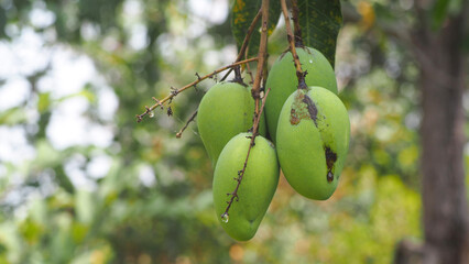 Close-up of fresh green mango hanging on mango tree in the garden field with thailand fruit harvest background