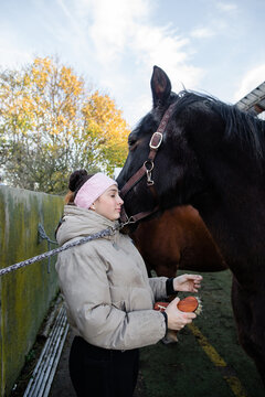 Gentle horse