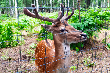 A young horned spotted deer among the trees through a lattice fence. A male roe deer in an animal park. Spotted deer (Cervus nippon) in the zoo behind bars. The concept of keeping animals in captivity