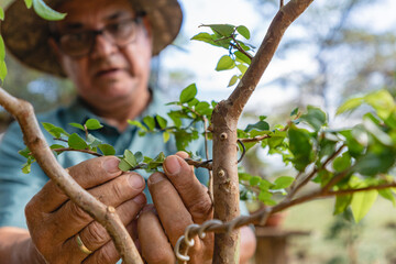 Gardener at work. 