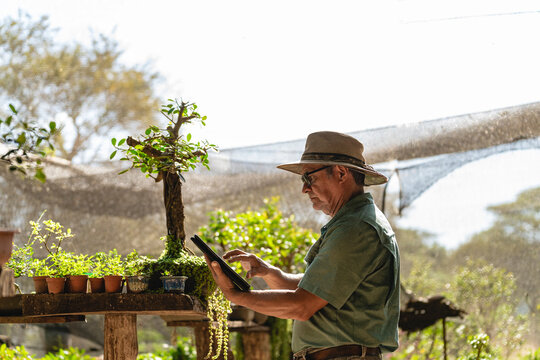 Gardener working in his nursery. 