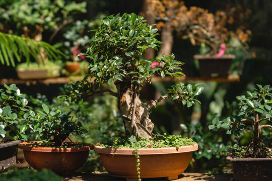 Bonsai tree. 