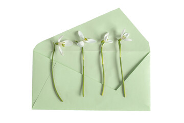  spring snowdrop primroses and a green envelope . View from above. Flat lay, top view. Isolate on white. PNG 