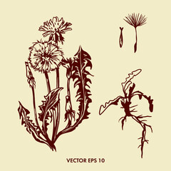 Dandelion vector illustration. Botanical image of a dandelion.