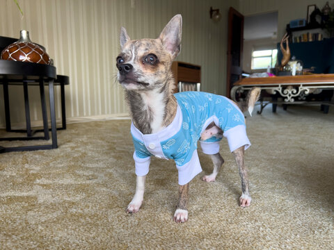 Chihuahua dog wearing onesie