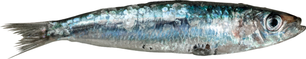 Anchovy fish vector isolated on transparent background. Sea anchovy minimal style wallpaper Vector anchovy with white background, organic shapes. Vector background for banner.
