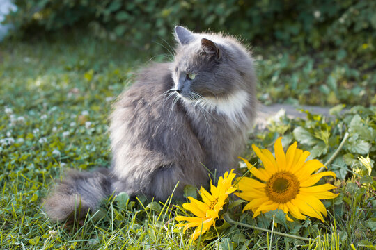 gray fluffy cat