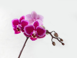 Beautiful Phalaenopsis Chia E Yenlin orchid flowers on white bac