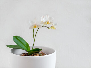 White mini Phalaenopsis orchid in a white pot on a light background. Beautiful flowering branch of the white orchid phalaenopsis multiflora. Copy space. - obrazy, fototapety, plakaty