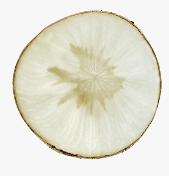 Chicory root