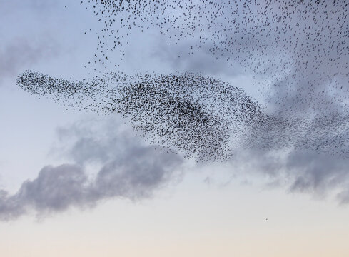 Formation of Starlings