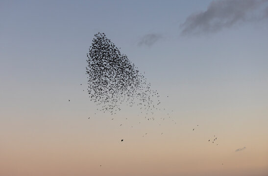A Murmuration of Starlings
