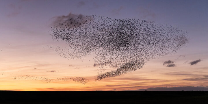 A Murmuration of Starlings