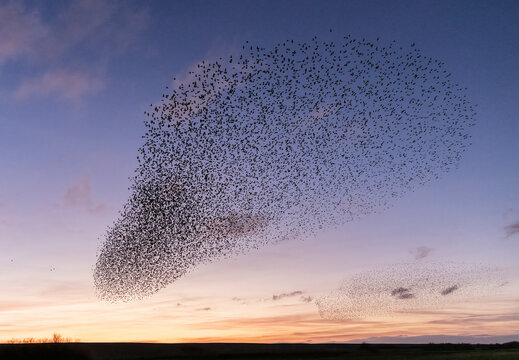 A Murmuration of Starlings
