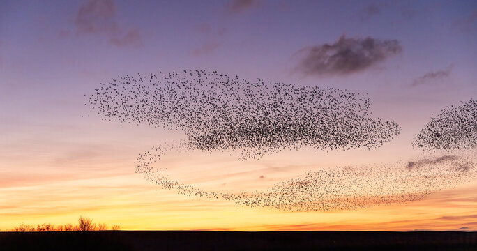 A Murmuration of Starlings