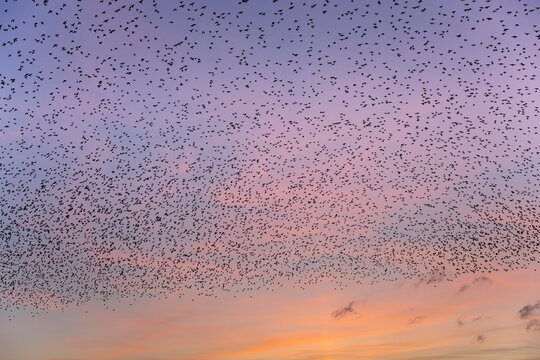 A huge flock of starlings