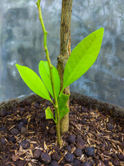 a freshly grown orange tree plant in an organic pot